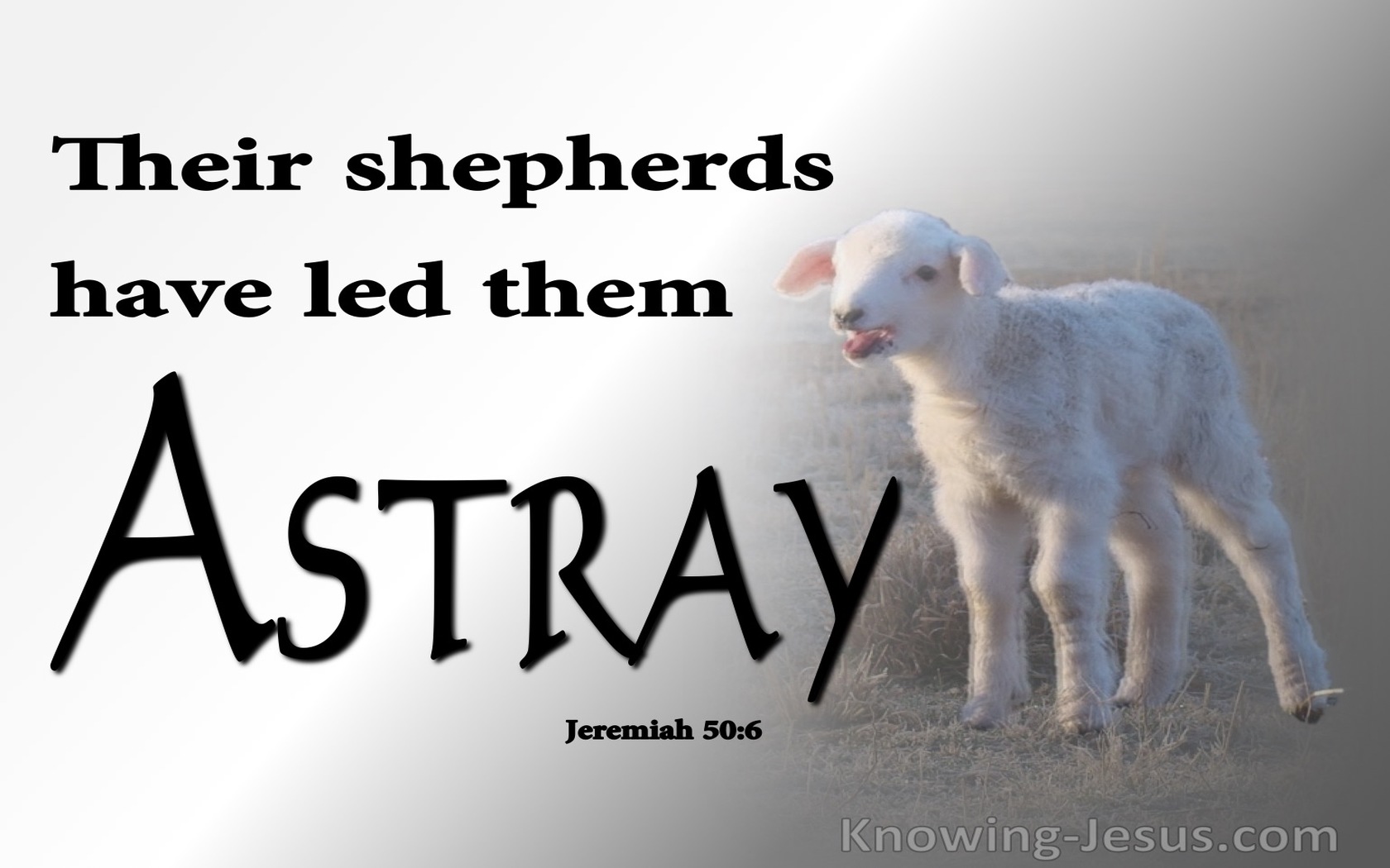Jeremiah 50:6 My People Have Become Lost Sheep (white)